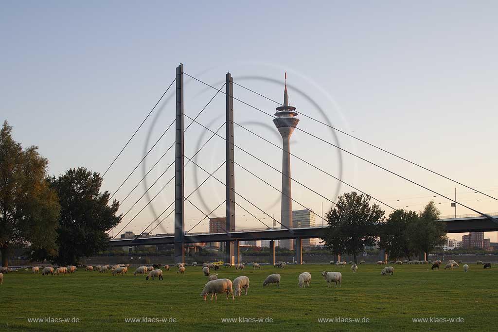 Dsseldorf, Oberkassel, Rheinwiese, Rheinkniebcke, Rheinkniebruecke, Fernsehturm, Rheinturm, Schafherde, Abendstimmung