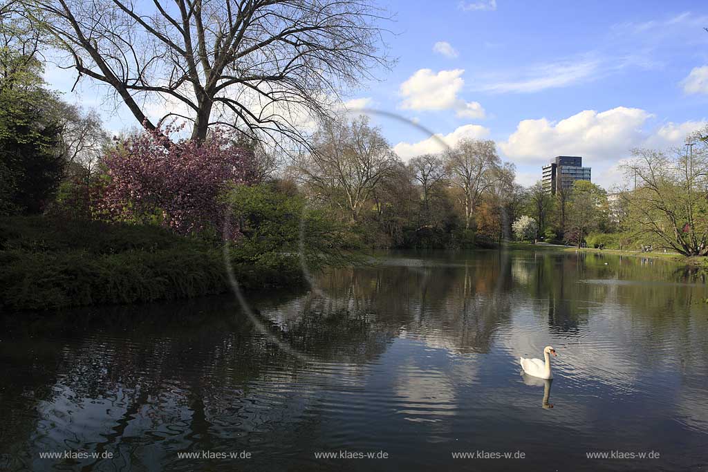 Hofgarten, Pempelfort, Dsseldorf, Duesseldorf, Niederrhein, Bergisches Land, Blick auf Hofgartenteich, Hofgarten Teich mit Schwan in Frhlingslandschaft, Fruehlingslandschaft