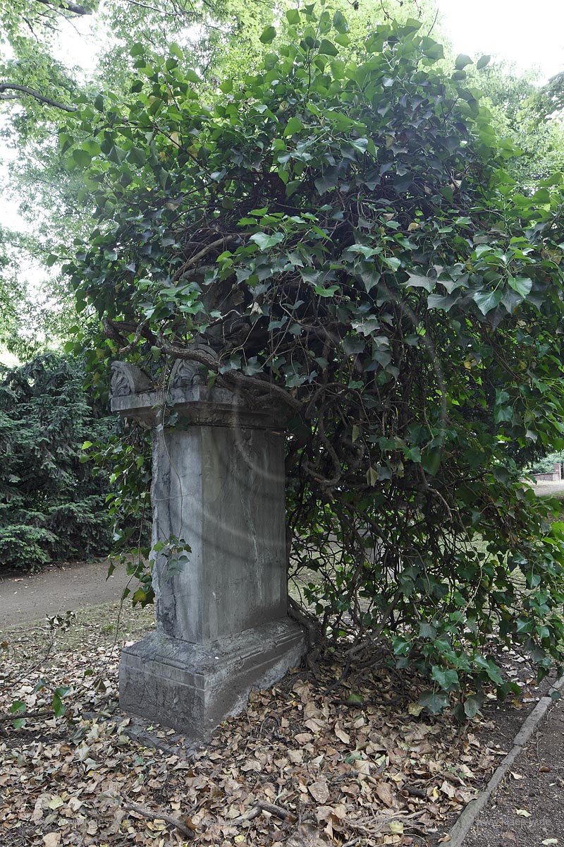 Duesseldorf Golzheim Golzheimer Friedhof, eine der bedeutendsten Gruenanlagen der Stadt Duesseldorf Grabmal alter Efeubewuchs, Hedera helix, auf dem Grabmal der Familie Uellenberg ; Duesseldorf-Golzheim, Golzheim cemetery, one of the most important parks, green space of Duesseldorf, ivy Hedera helix at the grave of family Uellenberg