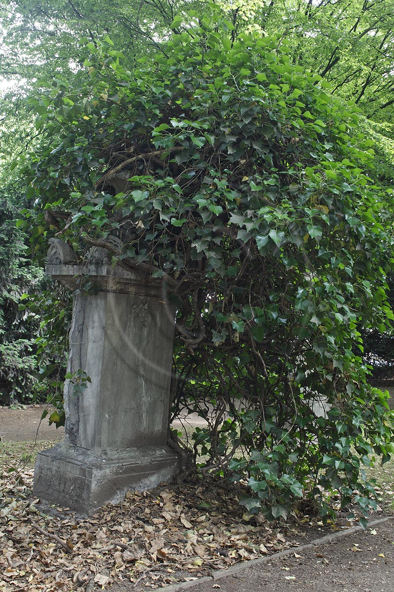 Duesseldorf Golzheim Golzheimer Friedhof, eine der bedeutendsten Gruenanlagen der Stadt Duesseldorf Grabmal alter Efeubewuchs, Hedera helix, auf dem Grabmal der Familie Uellenberg ; Duesseldorf-Golzheim, Golzheim cemetery, one of the most important parks, green space of Duesseldorf, ivy Hedera helix at the grave of family Uellenberg