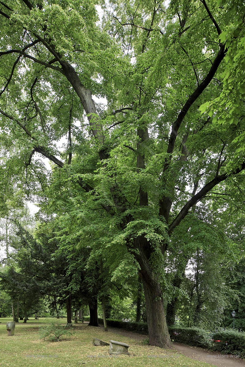 Duesseldorf Golzheim Golzheimer Friedhof, eine der bedeutendsten Gruenanlagen der Stadt Duesseldorf, etwa 200 Jahre alte Linden der westlichen Baumreihe, die wohl noch von Maximilian Friedrich Weyhe gepflanzt worden sind; Duesseldorf-Golzheim, Golzheim cemetery, one of the most important parks, green space of Duesseldorf, around 200 years old limetrees, belike piantedfromf Maximilian Friedrech Weyhe