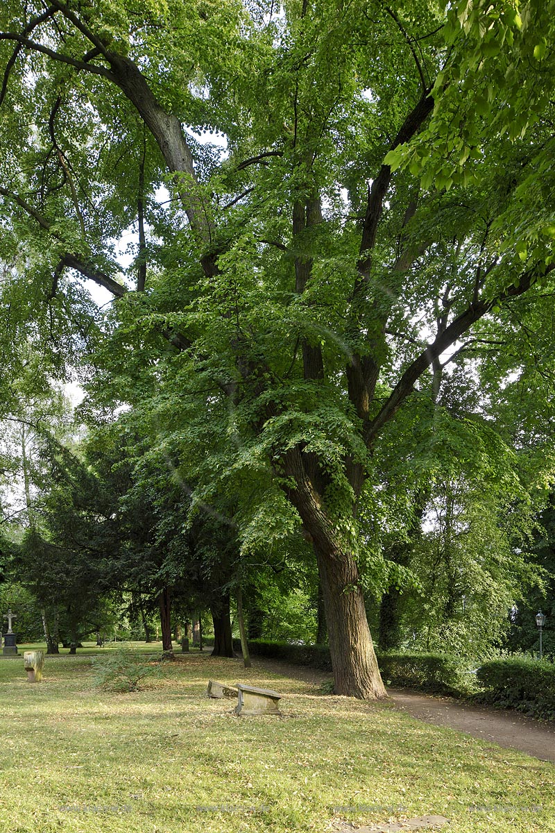 Duesseldorf Golzheim Golzheimer Friedhof, eine der bedeutendsten Gruenanlagen der Stadt Duesseldorf, etwa 200 Jahre alte Linden der westlichen Baumreihe, die wohl noch von Maximilian Friedrich Weyhe gepflanzt worden sind; Duesseldorf-Golzheim, Golzheim cemetery, one of the most important parks, green space of Duesseldorf, around 200 years old limetrees, belike piantedfromf Maximilian Friedrech Weyhe