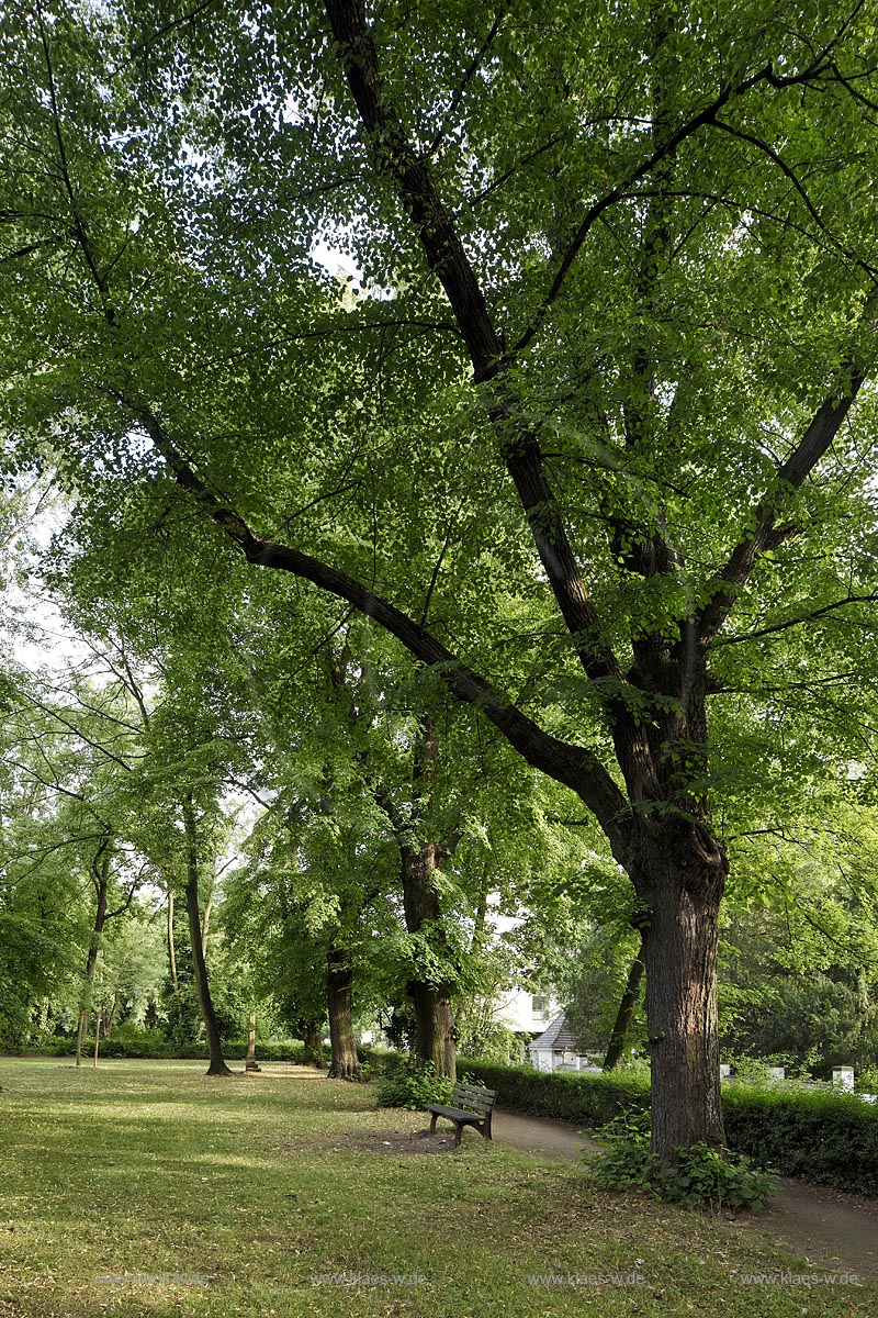 Duesseldorf Golzheim Golzheimer Friedhof, eine der bedeutendsten Gruenanlagen der Stadt Duesseldorf, etwa 200 Jahre alte Linden der westlichen Baumreihe, die wohl noch von Maximilian Friedrich Weyhe gepflanzt worden sind; Duesseldorf-Golzheim, Golzheim cemetery, one of the most important parks, green space of Duesseldorf, around 200 years old limetrees, belike piantedfromf Maximilian Friedrech Weyhe