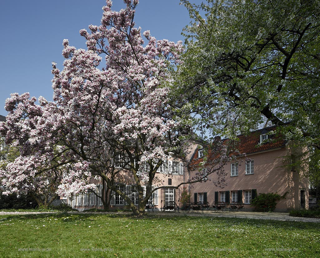 Duesseldorf Pempelfort Malkastengarten, Jacobigarten, Jacobihaus im Fruehling mit bluehenden Magnolien; Duesseldorf Pempelfort Jaobigarden Jacobihouse with magnolia in flower in springtime