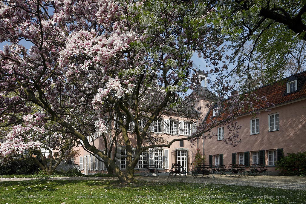 Duesseldorf Pempelfort Malkastengarten, Jacobigarten, Jacobihaus im Fruehling mit bluehenden Magnolien; Duesseldorf Pempelfort Jaobigarden Jacobihouse with magnolia in flower in springtime