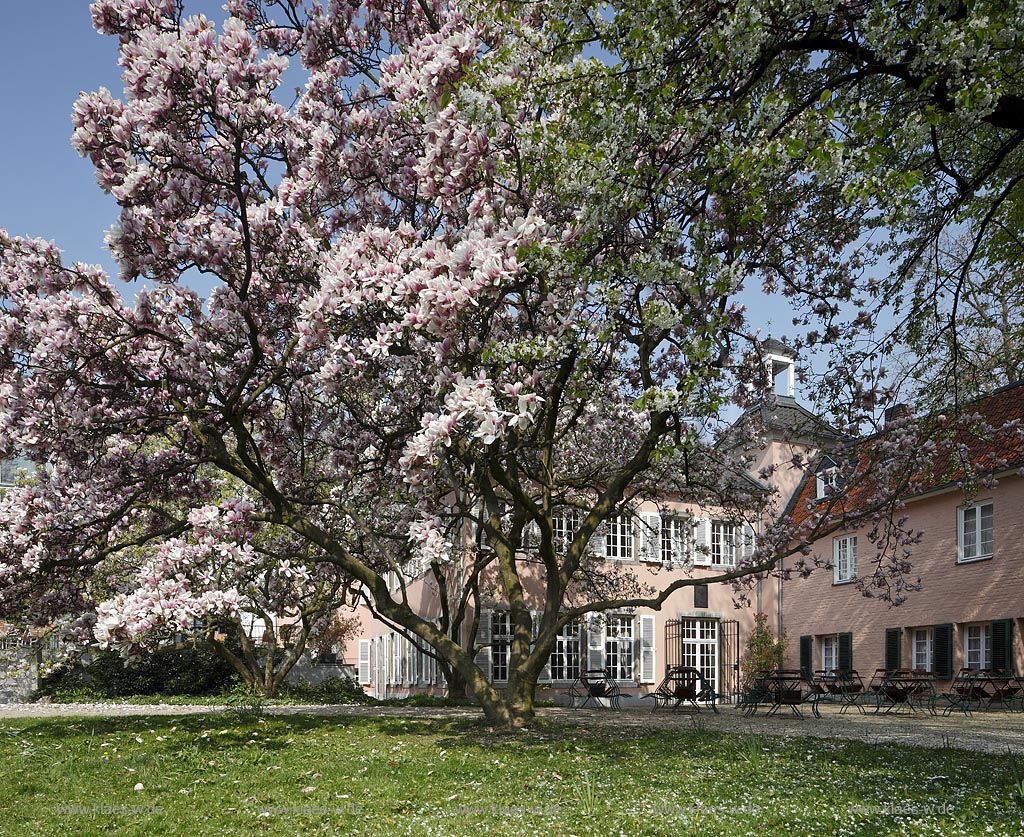 Duesseldorf Pempelfort Malkastengarten, Jacobigarten, Jacobihaus im Fruehling mit bluehenden Magnolien; Duesseldorf Pempelfort Jaobigarden Jacobihouse with magnolia in flower in springtime