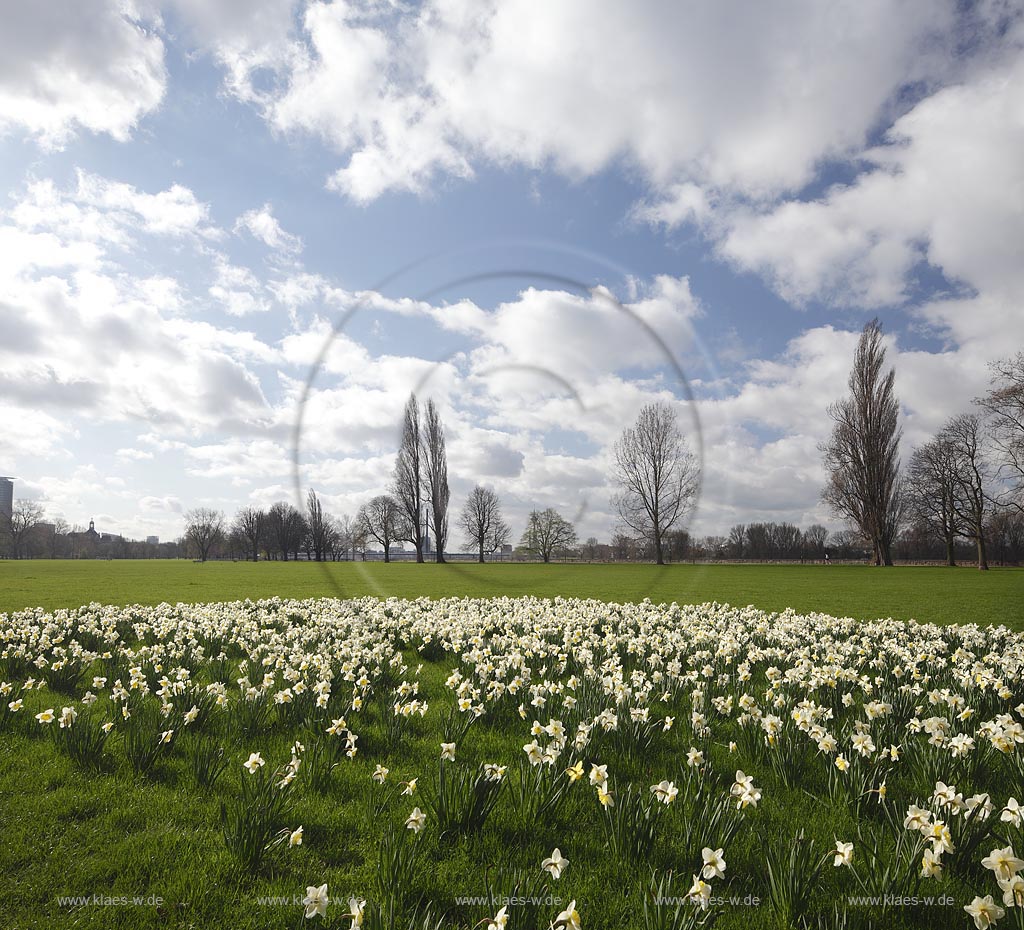 Duesseldorf Pempelfort Rheinpark Narzissenbluehte, weisse Narzissen, runde Beet im Park mit Wetterstimmung,blauer Himmel, Cumuluswolkenwindig,stuermisch, Fruehling mit kahlen Baeumen, im Hintergrund ; Duesseldorf Pempelfort Rhinepark with narcissus flowers 