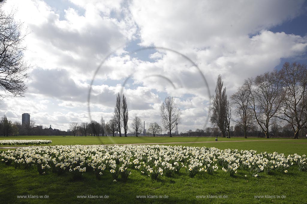 Duesseldorf Pempelfort Rheinpark Narzissenbluehte, weisse Narzissen, runde Beet im Park mit Wetterstimmung,blauer Himmel, Cumuluswolkenwindig,stuermisch, Fruehling mit kahlen Baeumen, im Hintergrund ; Duesseldorf Pempelfort Rhinepark with narcissus flowers 