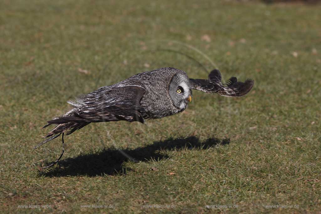 Gerolstein Pelm Flugschau der Greiffvogelwarte im Adlerpark mit Greifvogel Bartkauz im Flug waehrend einer Vorfuehrung; Airshow with bird of prey at eaglepark at castle Kasselburg with flying great grey 