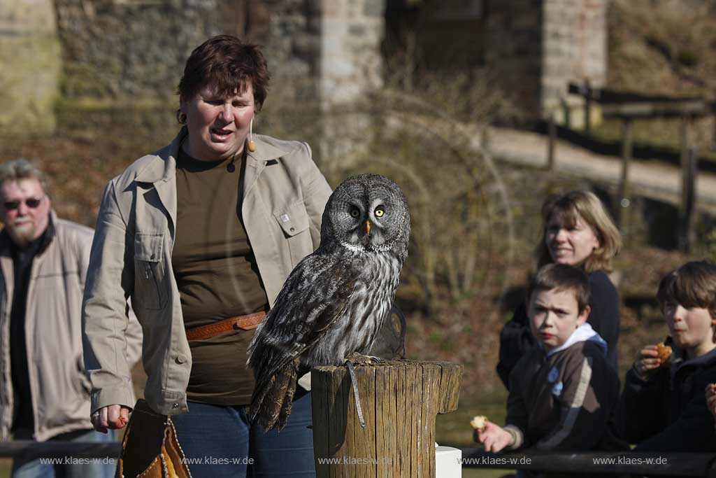 Gerolstein Pelm die Kasselburg mit Flugschau der Greiffvogelwarte im Adlerpark Falknerein mit Greifvogel Bartkauz und Zuschauern waehrend einer Vorfuehrung; Airshow with bird of prey at eaglepark at castle Kasselburg with falconer, great grey and public viewers