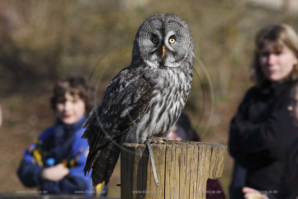 Gerolstein Pelm Flugschau an der Greifvogelwarte im Adlerpark mit Greifvogel Bartkauz und Zuschauern waehrend einer Vorfuehrung; Airshow with bird of prey at eaglepark at castle Kasselburg with great grey and public viewers