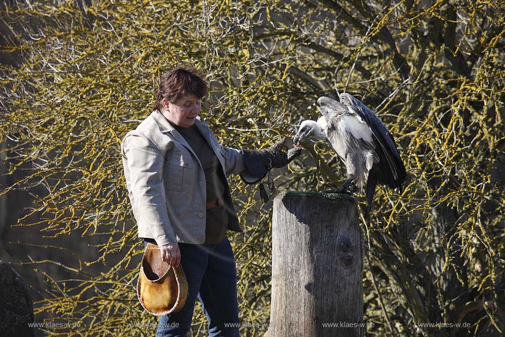 Gerolstein Pelm Flugschau der Greiffvogelwarte im Adlerpark, Falknerein mit Greifvogel Geier waehrend einer Vorfuehrung; Airshow with bird of prey at eaglepark at castle Kasselburg with falcone and vulture