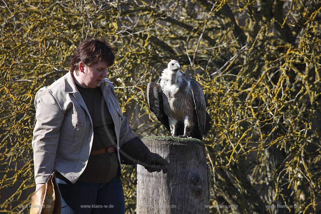 Gerolstein Pelm Flugschau der Greiffvogelwarte im Adlerpark, Falknerein mit Greifvogel Geier waehrend einer Vorfuehrung; Airshow with bird of prey at eaglepark at castle Kasselburg with falcone and vulture