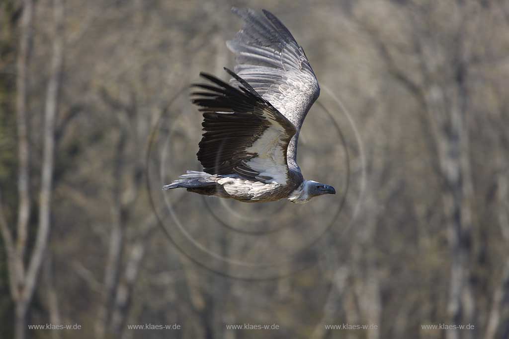 Gerolstein Pelm Flugschau der Greiffvogelwarte im Adlerpark mit Greifvogel Geier im Flug waehrend einer Vorfuehrung; Airshow with bird of prey at eaglepark at castle Kasselburg with flying vulture