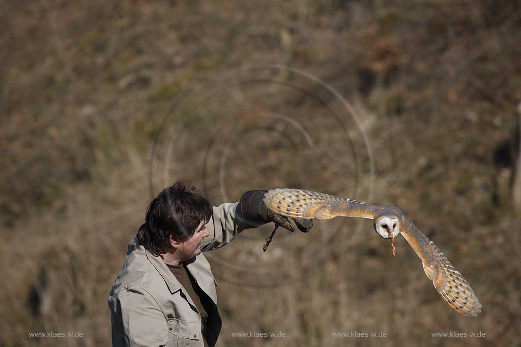 Gerolstein Pelm Flugschau der Greiffvogelwarte im Adlerpark, Falknerein mit Greifvogel Schleiereulewaehrend einer Vorfuehrung; Airshow with bird of prey at eaglepark at castle Kasselburg with falcone and flying screech owl, barn owl