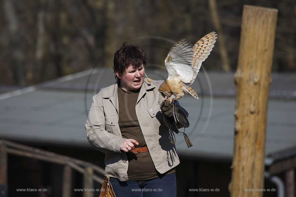 Gerolstein Pelm Flugschau der Greiffvogelwarte im Adlerpark, Falknerein mit Greifvogel Schleiereulewaehrend einer Vorfuehrung; Airshow with bird of prey at eaglepark at castle Kasselburg with falcone and flying screech owl, barn owl