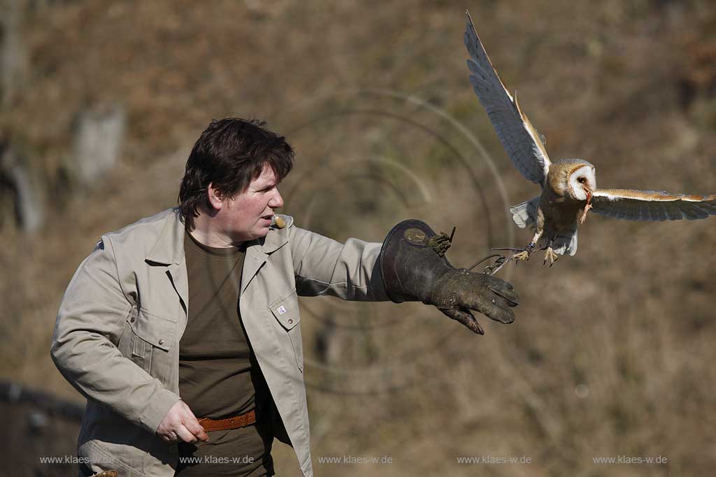 Gerolstein Pelm Flugschau der Greiffvogelwarte im Adlerpark, Falknerein mit Greifvogel Schleiereulewaehrend einer Vorfuehrung; Airshow with bird of prey at eaglepark at castle Kasselburg with falcone and flying screech owl, barn owl