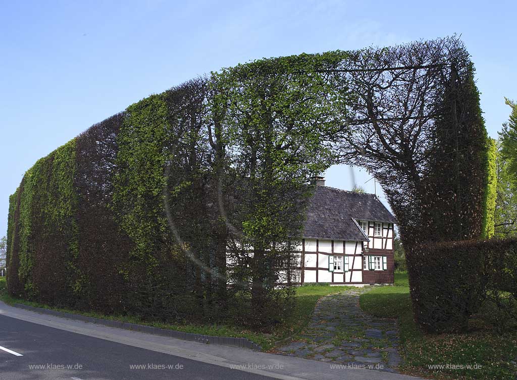 Monschau Hoefen, Fachwerkhaus, Vennhaus an der Hoefener Hauptstrasse mit meterhoher Rotbuchenhecke, Hecke, Buchenhecke im Fruehling, Heckenweg; Windschutzhecke; Beech tree hedge with vennhouse in Monschau Hoefen