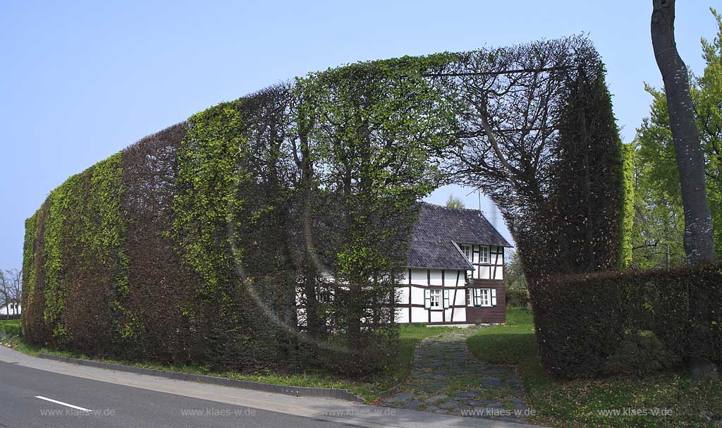 Monschau Hoefen, Fachwerkhaus, Vennhaus an der Hoefener Hauptstrasse mit meterhoher Rotbuchenhecke, Hecke, Buchenhecke im Fruehling, Heckenweg; Windschutzhecke; Beech tree hedge with vennhouse in Monschau Hoefen