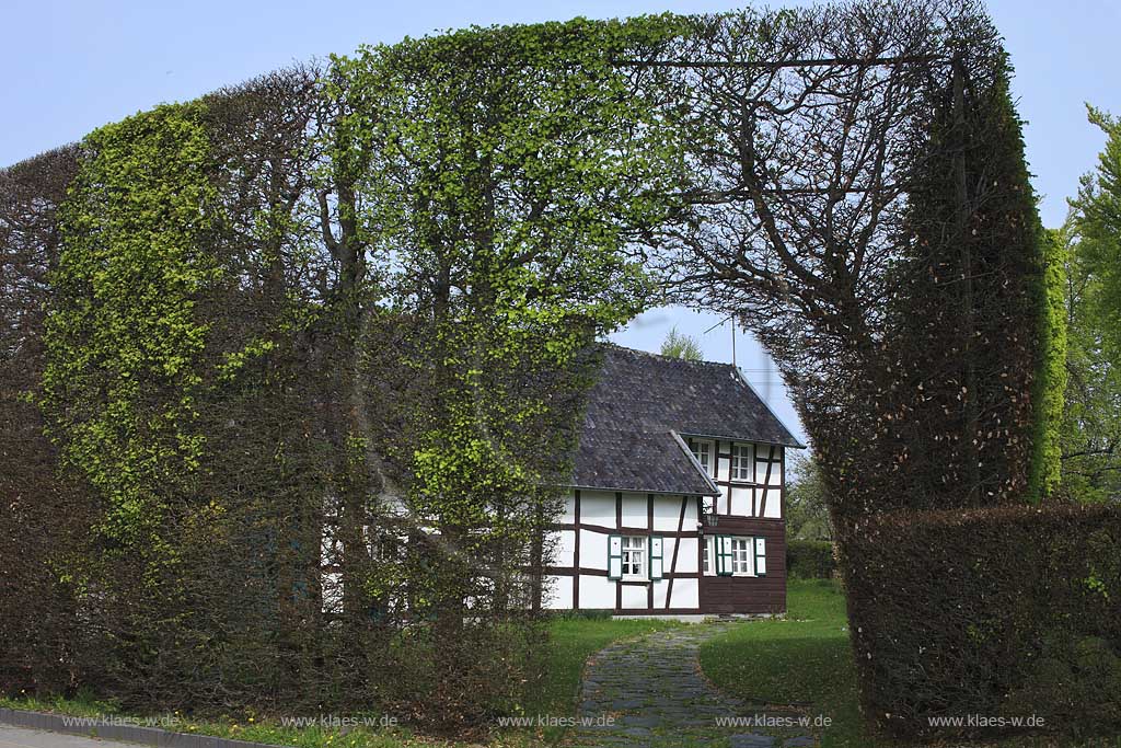 Monschau Hoefen, Fachwerkhaus, Vennhaus an der Hoefener Hauptstrasse mit meterhoher Rotbuchenhecke, Hecke, Buchenhecke im Fruehling, Heckenweg; Windschutzhecke; Beech tree hedge with vennhouse in Monschau Hoefen