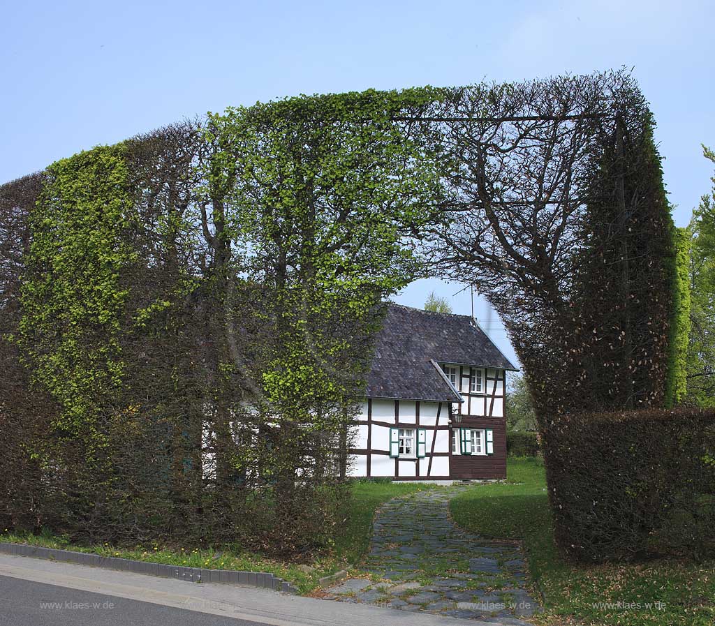 Monschau Hoefen, Fachwerkhaus, Vennhaus an der Hoefener Hauptstrasse mit meterhoher Rotbuchenhecke, Hecke, Buchenhecke im Fruehling, Heckenweg; Windschutzhecke; Beech tree hedge with vennhouse in Monschau Hoefen