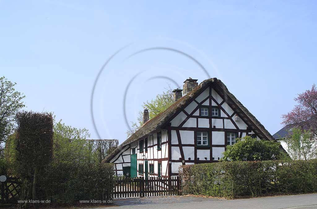 Monschau Hoefen, Fachwerkhaus, Vennhaus im Fruehling, Reetdach, Strohdach, Schilfdach, Heckenweg; Windschutzhecke; Monschau Hoefen, Fachwerkhaus, Venn house in Monschau Hoefen