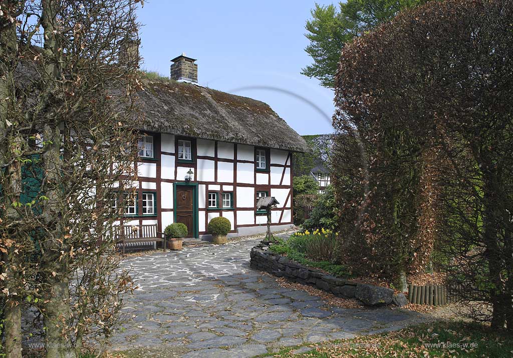 Monschau Hoefen, Fachwerkhaus, Vennhaus mit Strohdach, Reetdach, Schilfdach an der Hoefener Hauptstrasse mit Rotbuchenhecke, Hecke, Buchenhecke im Fruehling, Heckenweg; Windschutzhecke; Beech tree hedge with vennhouse in Monschau Hoefen