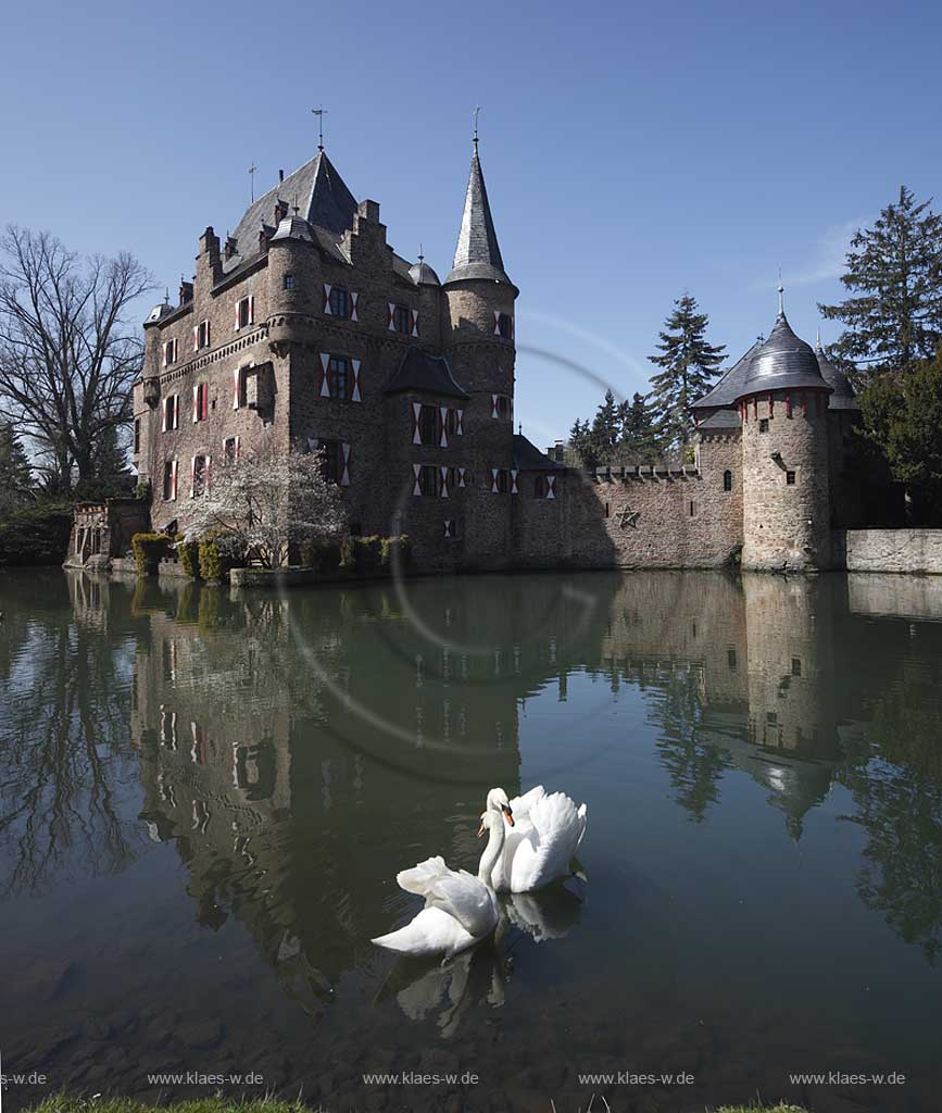 Mechernich Satzvey Burg Satzvey balzendes Hoeckerschwan Paar auf dem Wassergraben vor der Burg Satzvey im Fruehling; Mechernich moated castle Satzvey with a mute swan pair, courtship behavior 