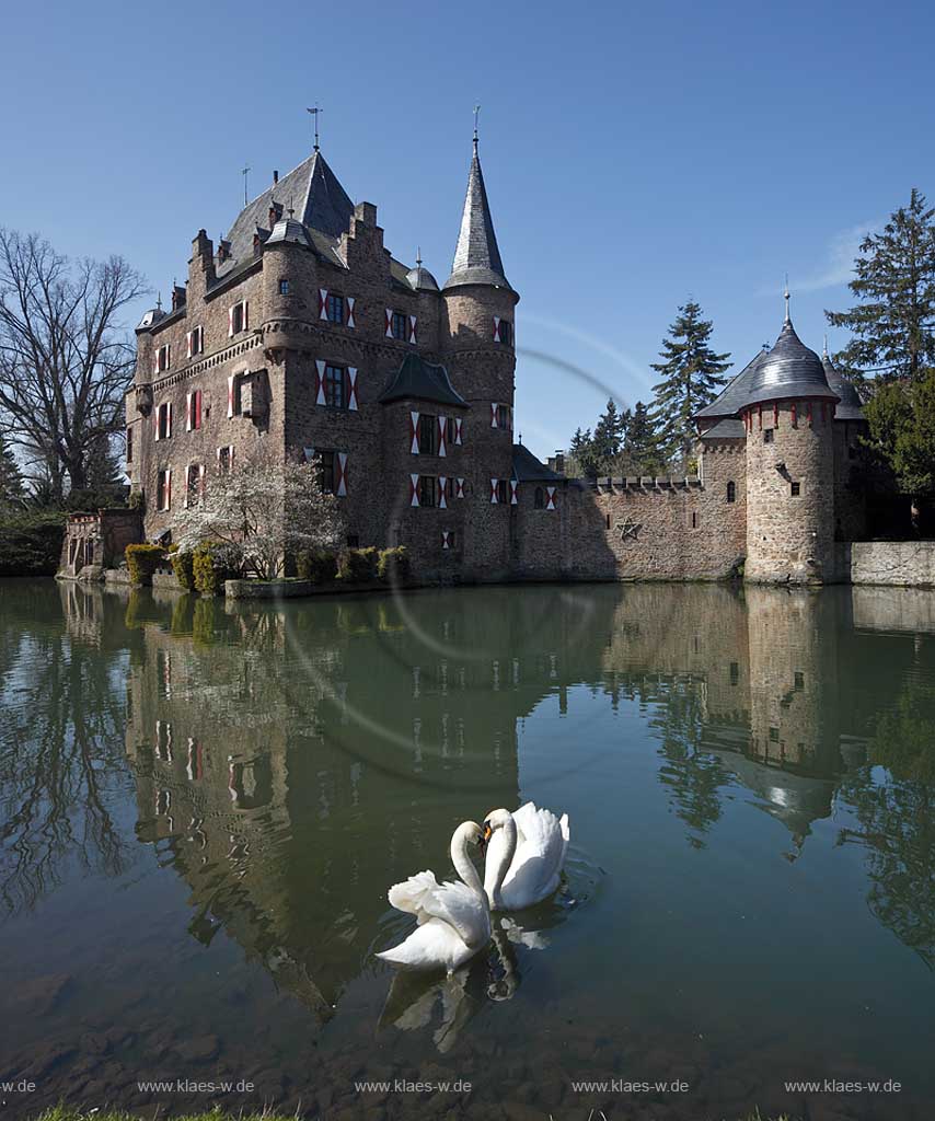 Mechernich Satzvey Burg Satzvey balzendes Hoeckerschwan Paar auf dem Wassergraben vor der Burg Satzvey im Fruehling; Mechernich moated castle Satzvey with a mute swan pair, courtship behavior 