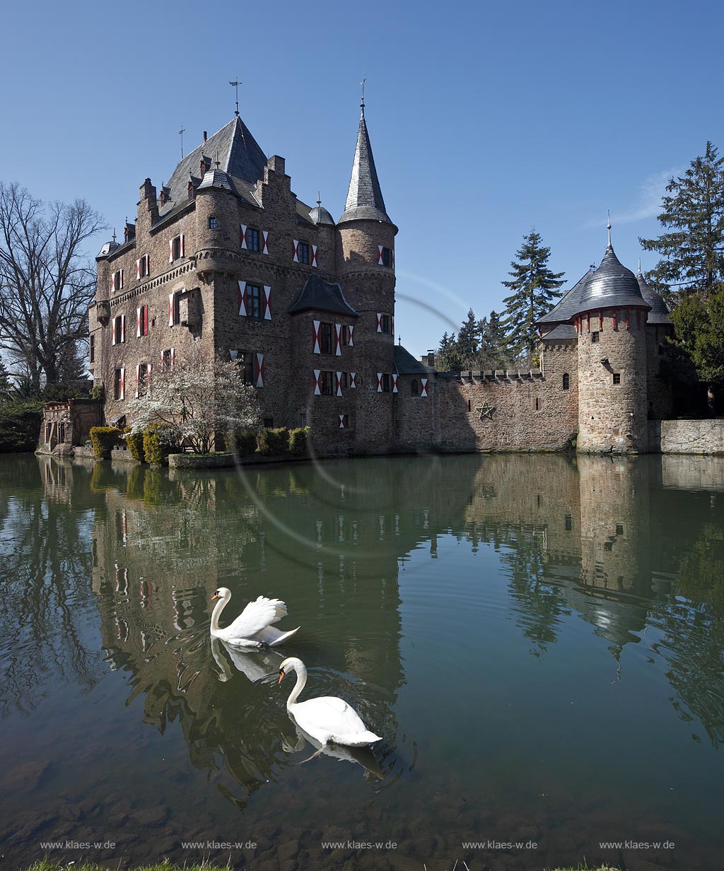 Mechernich Satzvey Burg Satzvey mit Hoeckerschwan Paar auf dem Wassergraben vor der Burg Satzvey im Fruehling; Mechernich moated castle Satzvey with a  muteswan pair 