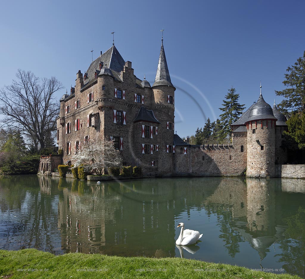 Mechernich Satzvey Burg Satzvey mit Hoeckerschwan auf dem Wassergraben vor der Burg Satzvey im Fruehling; Mechernich moated castle Satzvey with a  mute swan