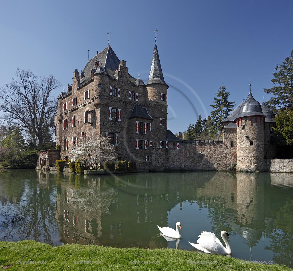 Mechernich Satzvey Burg Satzvey mit Hoeckerschwan Paar auf dem Wassergraben vor der Burg Satzvey im Fruehling; Mechernich moated castle Satzvey with a  muteswan pair 