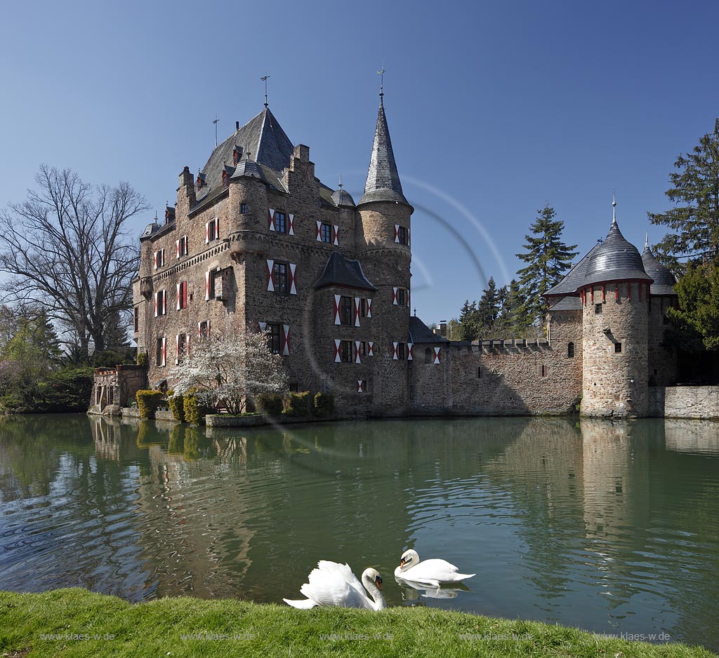 Mechernich Satzvey Burg Satzvey mit Hoeckerschwan Paar auf dem Wassergraben vor der Burg Satzvey im Fruehling; Mechernich moated castle Satzvey with a  muteswan pair 