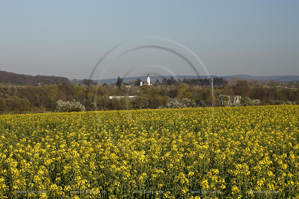 Euskirchen, Blick zur mittelalterlichen Burg Zievel, nahe dem Mechernicher Stadtteil Lessenich,  Sie liegt am Sdrand des Waldgebiets am Billiger Berg, hier mit Rapsfeld im Vordergrund und Burg mit Bergfried im fernen Hintergrund; Euskirchen catle Zievel with yello rapr field in flower, during evening Sunlight