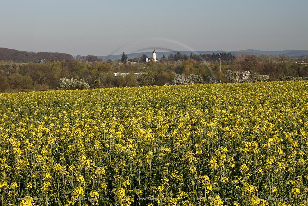 Euskirchen, Blick zur mittelalterlichen Burg Zievel, nahe dem Mechernicher Stadtteil Lessenich,  Sie liegt am Sdrand des Waldgebiets am Billiger Berg, hier mit Rapsfeld im Vordergrund und Burg mit Bergfried im fernen Hintergrund; Euskirchen catle Zievel with yello rapr field in flower, during evening Sunlight