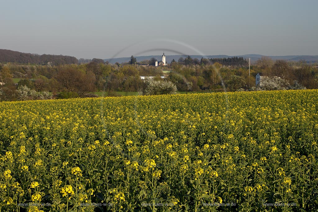 Euskirchen, Blick zur mittelalterlichen Burg Zievel, nahe dem Mechernicher Stadtteil Lessenich,  Sie liegt am Sdrand des Waldgebiets am Billiger Berg, hier mit Rapsfeld im Vordergrund und Burg mit Bergfried im fernen Hintergrund; Euskirchen catle Zievel with yello rapr field in flower, during evening Sunlight