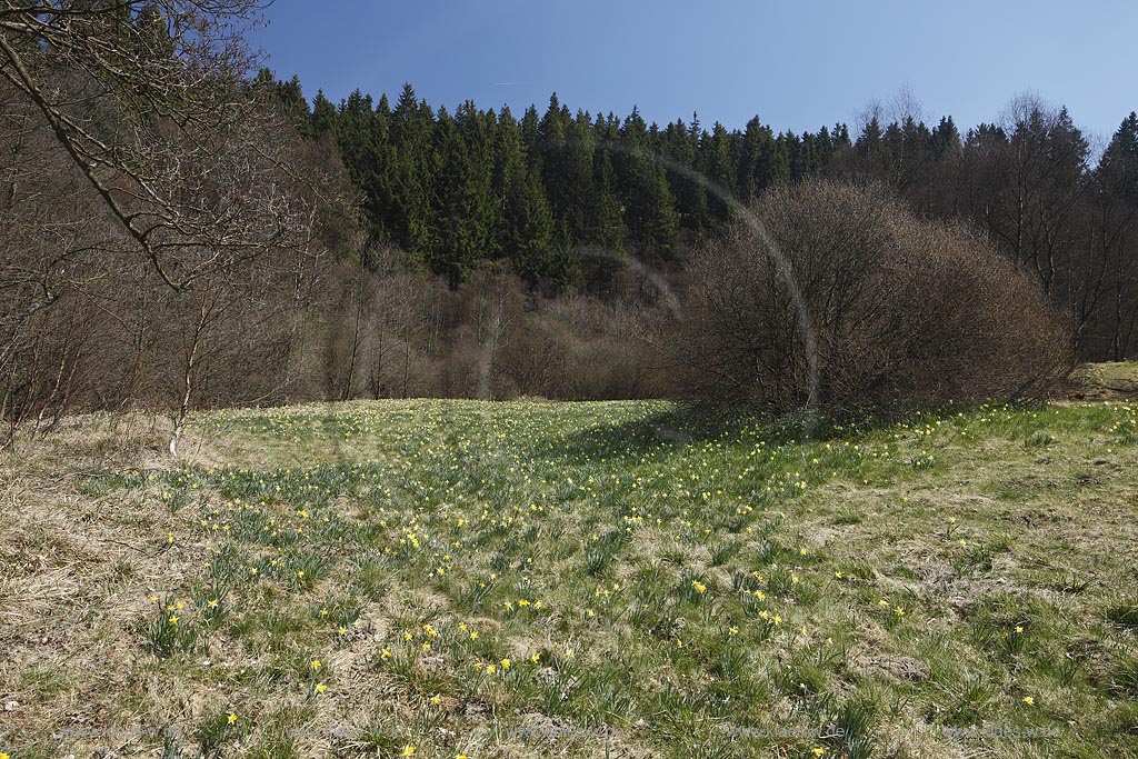 Monschau Perlenbachtal oder auch Perlbachtal wildwachsende Gelbe Narzissen Narcissus pseudonarcissus waehernd der Hochbluehte, Narzissenwiese im Naturschutzgebiet; Monschau wildgrowing yellow narcissuses in flower 