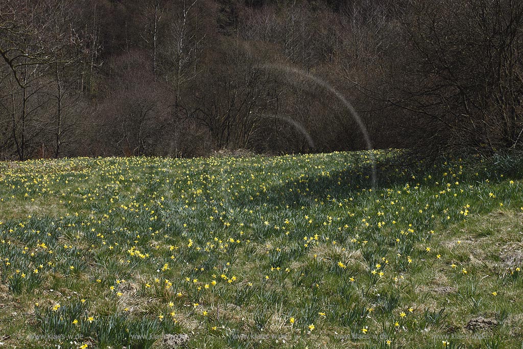 Monschau Perlenbachtal oder auch Perlbachtal wildwachsende Gelbe Narzissen Narcissus pseudonarcissus waehernd der Hochbluehte, Narzissenwiese im Naturschutzgebiet; Monschau wildgrowing yellow narcissuses in flower 