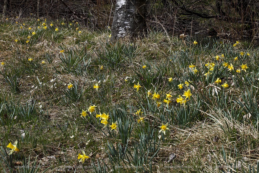 Monschau Perlenbachtal oder auch Perlbachtal wildwachsende Gelbe Narzissen Narcissus pseudonarcissus waehernd der Hochbluehte, Narzissenwiese im Naturschutzgebiet; Monschau wildgrowing yellow narcissuses in flower 