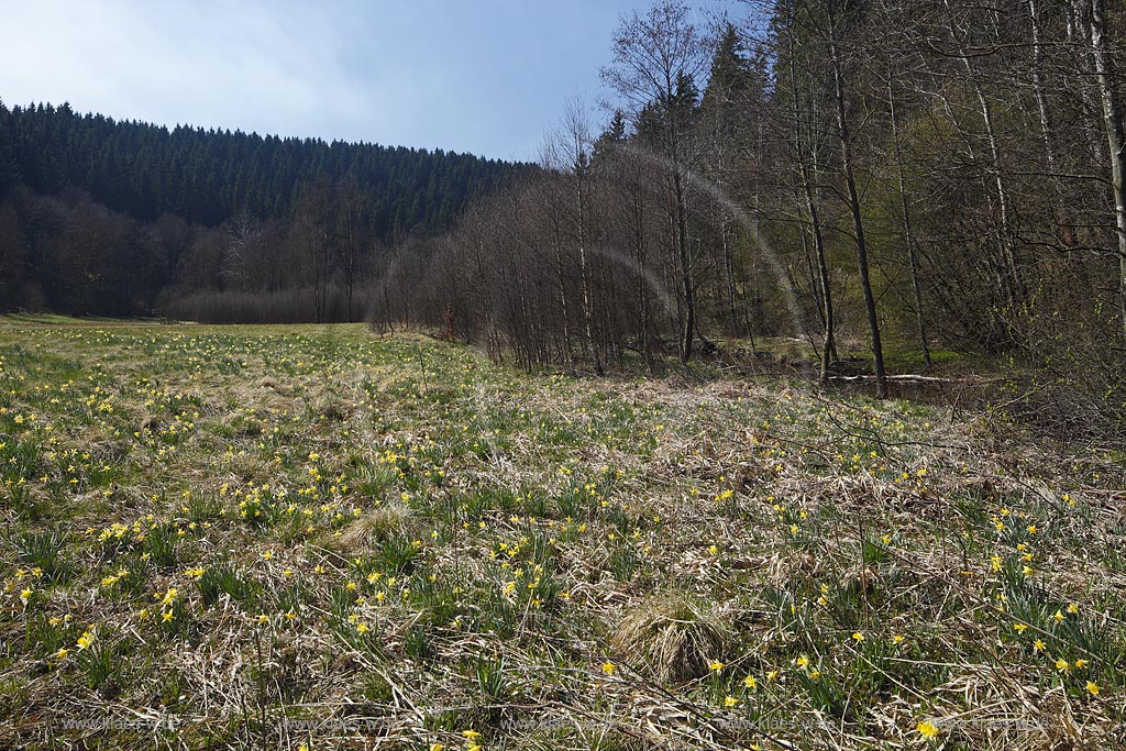 Monschau Perlenbachtal oder auch Perlbachtal wildwachsende Gelbe Narzissen Narcissus pseudonarcissus waehernd der Hochbluehte, Narzissenwiese im Naturschutzgebiet; Monschau wildgrowing yellow narcissuses in flower 