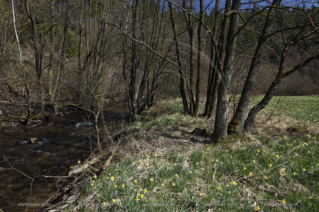 Monschau Perlenbachtal oder auch Perlbachtal wildwachsende Gelbe Narzissen Narcissus pseudonarcissus waehernd der Hochbluehte, Narzissenwiese im Naturschutzgebiet; Monschau wildgrowing yellow narcissuses in flower 