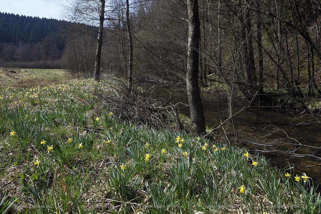 Monschau Perlenbachtal oder auch Perlbachtal wildwachsende Gelbe Narzissen Narcissus pseudonarcissus waehernd der Hochbluehte, Narzissenwiese im Naturschutzgebiet; Monschau wildgrowing yellow narcissuses in flower 