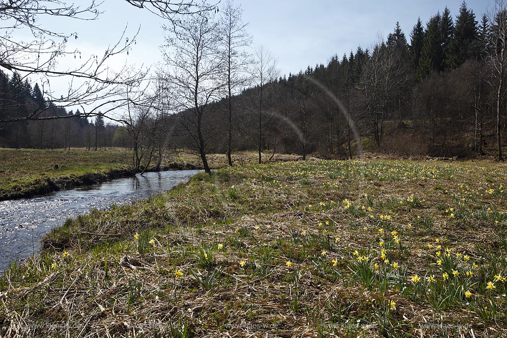 Monschau Perlenbachtal oder auch Perlbachtal wildwachsende Gelbe Narzissen Narcissus pseudonarcissus waehernd der Hochbluehte, Narzissenwiese im Naturschutzgebiet; Monschau wildgrowing yellow narcissuses in flower 