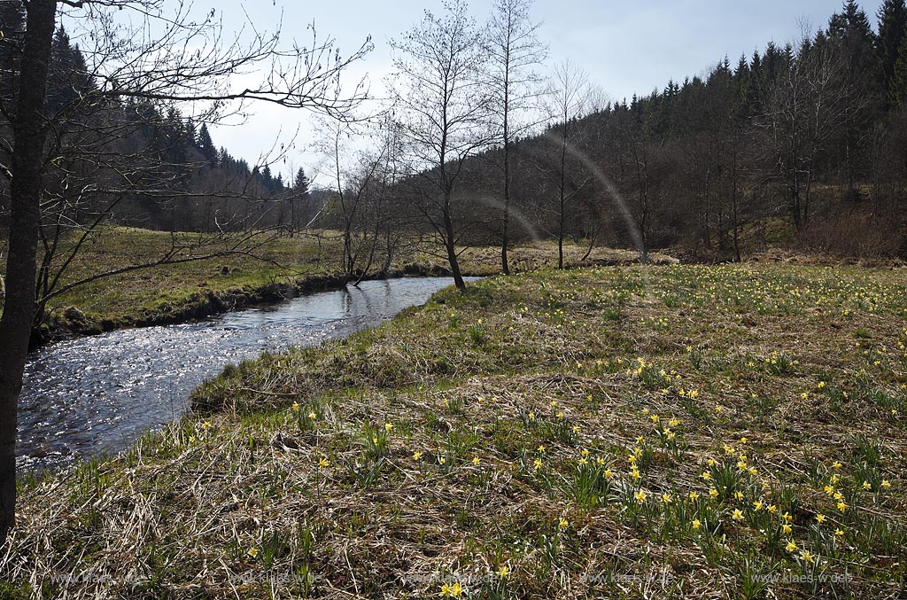 Monschau Perlenbachtal oder auch Perlbachtal wildwachsende Gelbe Narzissen Narcissus pseudonarcissus waehernd der Hochbluehte, Narzissenwiese im Naturschutzgebiet; Monschau wildgrowing yellow narcissuses in flower 