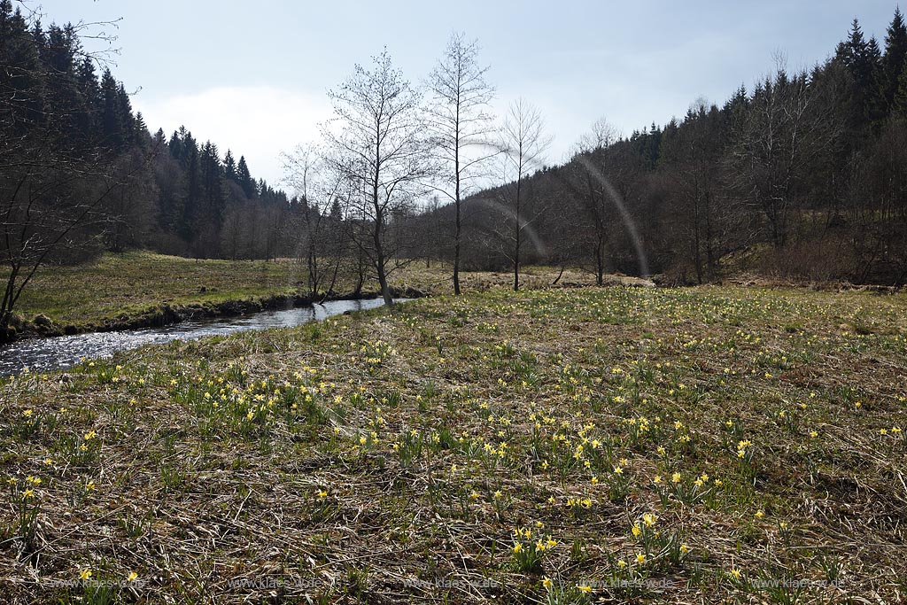 Monschau Perlenbachtal oder auch Perlbachtal wildwachsende Gelbe Narzissen Narcissus pseudonarcissus waehernd der Hochbluehte, Narzissenwiese im Naturschutzgebiet; Monschau wildgrowing yellow narcissuses in flower 