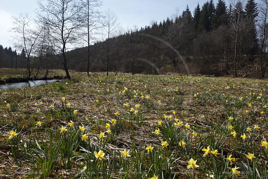 Monschau Perlenbachtal oder auch Perlbachtal wildwachsende Gelbe Narzissen Narcissus pseudonarcissus waehernd der Hochbluehte, Narzissenwiese im Naturschutzgebiet; Monschau wildgrowing yellow narcissuses in flower 