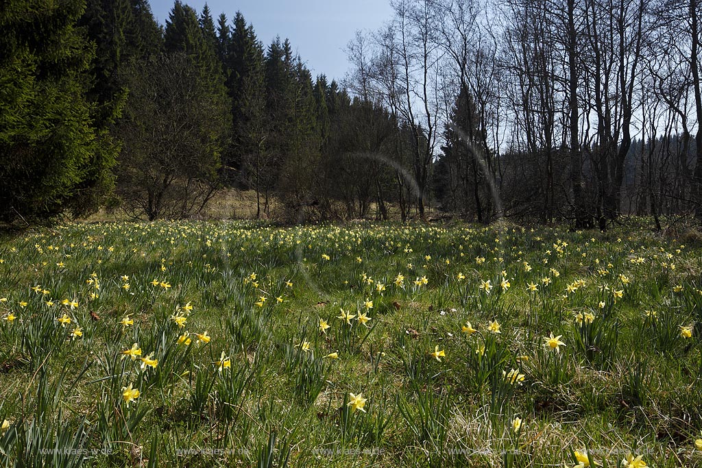 Monschau Perlenbachtal oder auch Perlbachtal wildwachsende Gelbe Narzissen Narcissus pseudonarcissus waehernd der Hochbluehte, Narzissenwiese im Naturschutzgebiet; Monschau wildgrowing yellow narcissuses in flower 