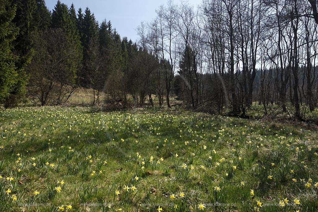 Monschau Perlenbachtal oder auch Perlbachtal wildwachsende Gelbe Narzissen Narcissus pseudonarcissus waehernd der Hochbluehte, Narzissenwiese im Naturschutzgebiet; Monschau wildgrowing yellow narcissuses in flower 