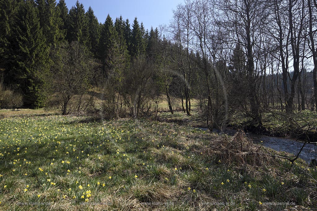 Monschau Perlenbachtal oder auch Perlbachtal wildwachsende Gelbe Narzissen Narcissus pseudonarcissus waehernd der Hochbluehte, Narzissenwiese im Naturschutzgebiet; Monschau wildgrowing yellow narcissuses in flower 