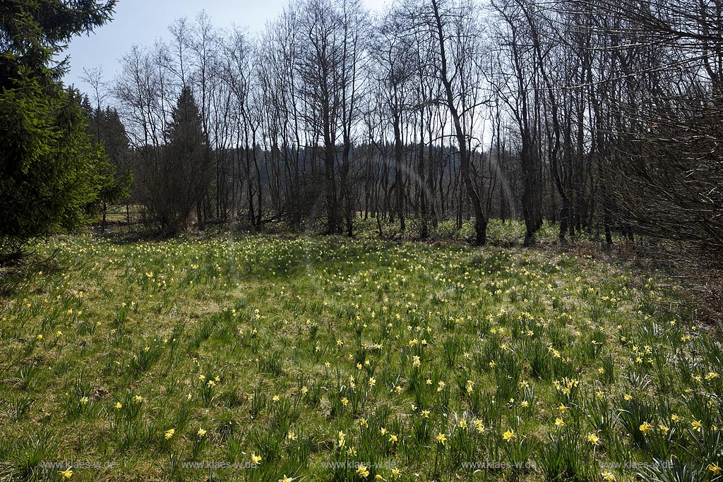 Monschau Perlenbachtal oder auch Perlbachtal wildwachsende Gelbe Narzissen Narcissus pseudonarcissus waehernd der Hochbluehte, Narzissenwiese im Naturschutzgebiet; Monschau wildgrowing yellow narcissuses in flower 